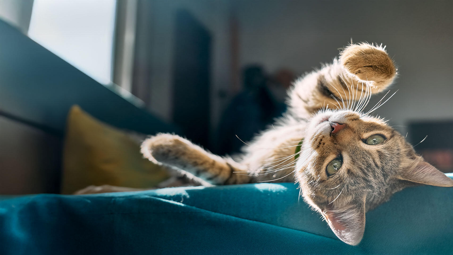 Cute cat stretching in the sun.