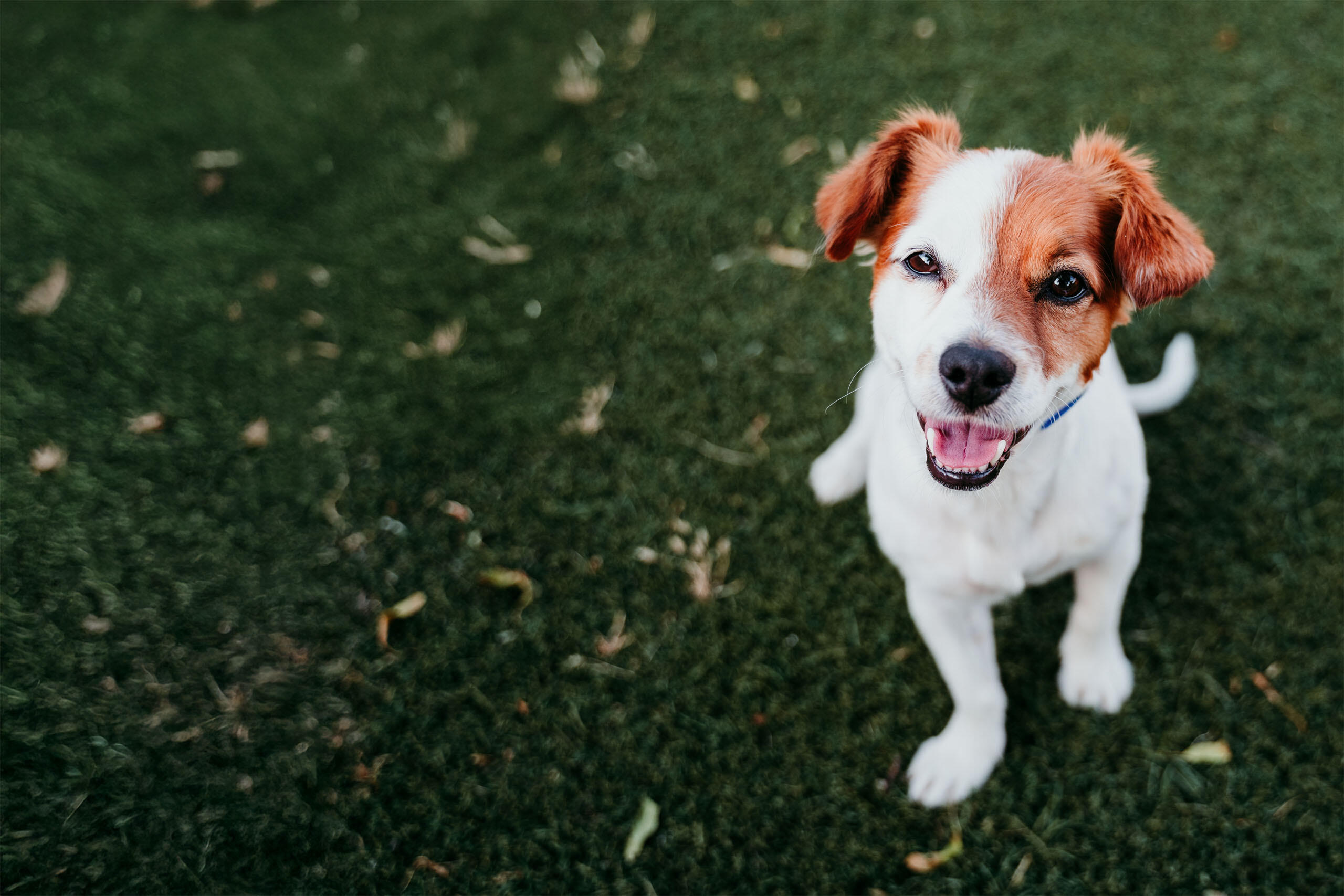 Adoptable dog.