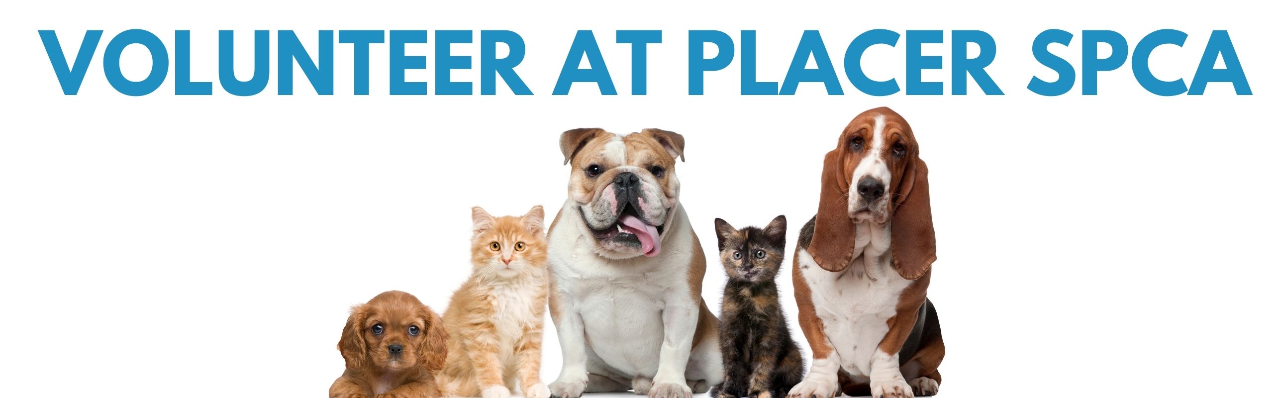 Placer SPCA - Become a volunteer and help animals in need