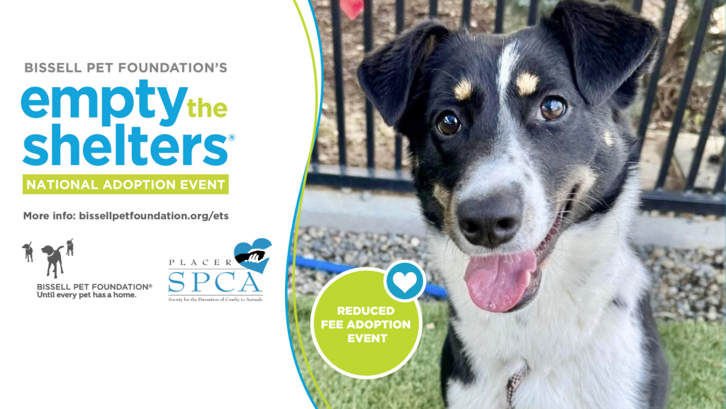 Empty the Shelters is Happening Now May 1-15!