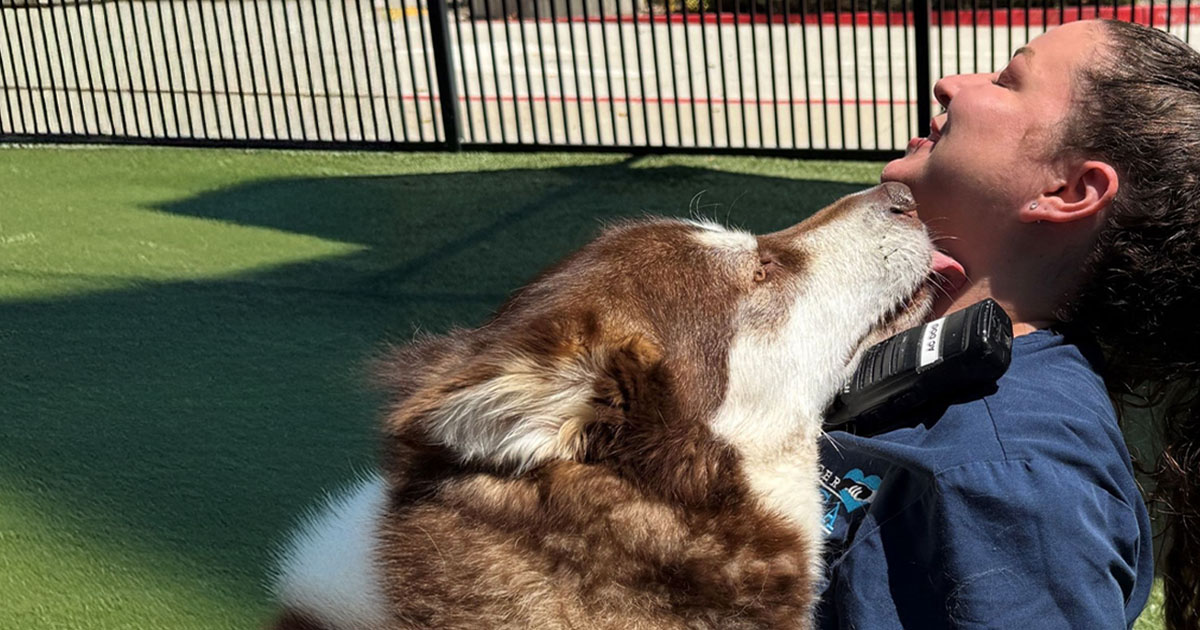 about-staff-tablet Vet Tech being licked by dog.