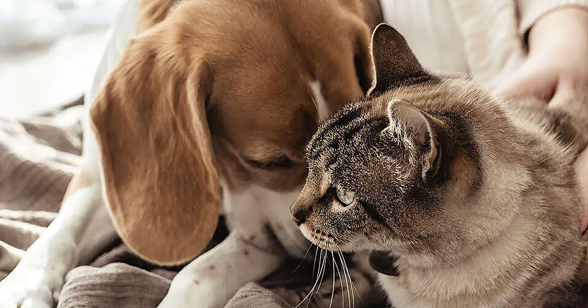 Dog nuzzling a cat.