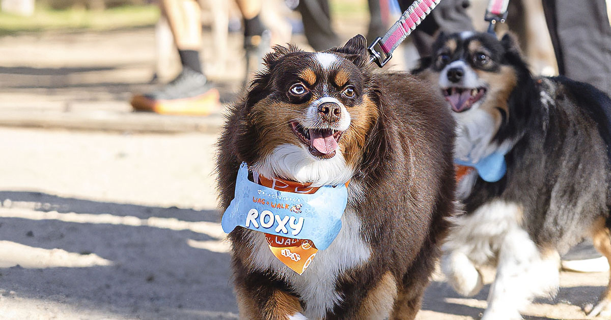 Happy dog named Roxy at Wag & Walk Event