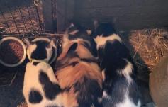 Charlie, Sassy, & Smudge